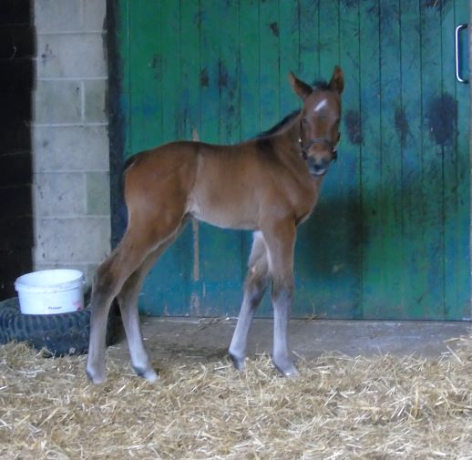 2022 filly by Sea the Moon